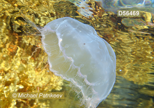 Moon Jellyfish (Aurelia aurita)